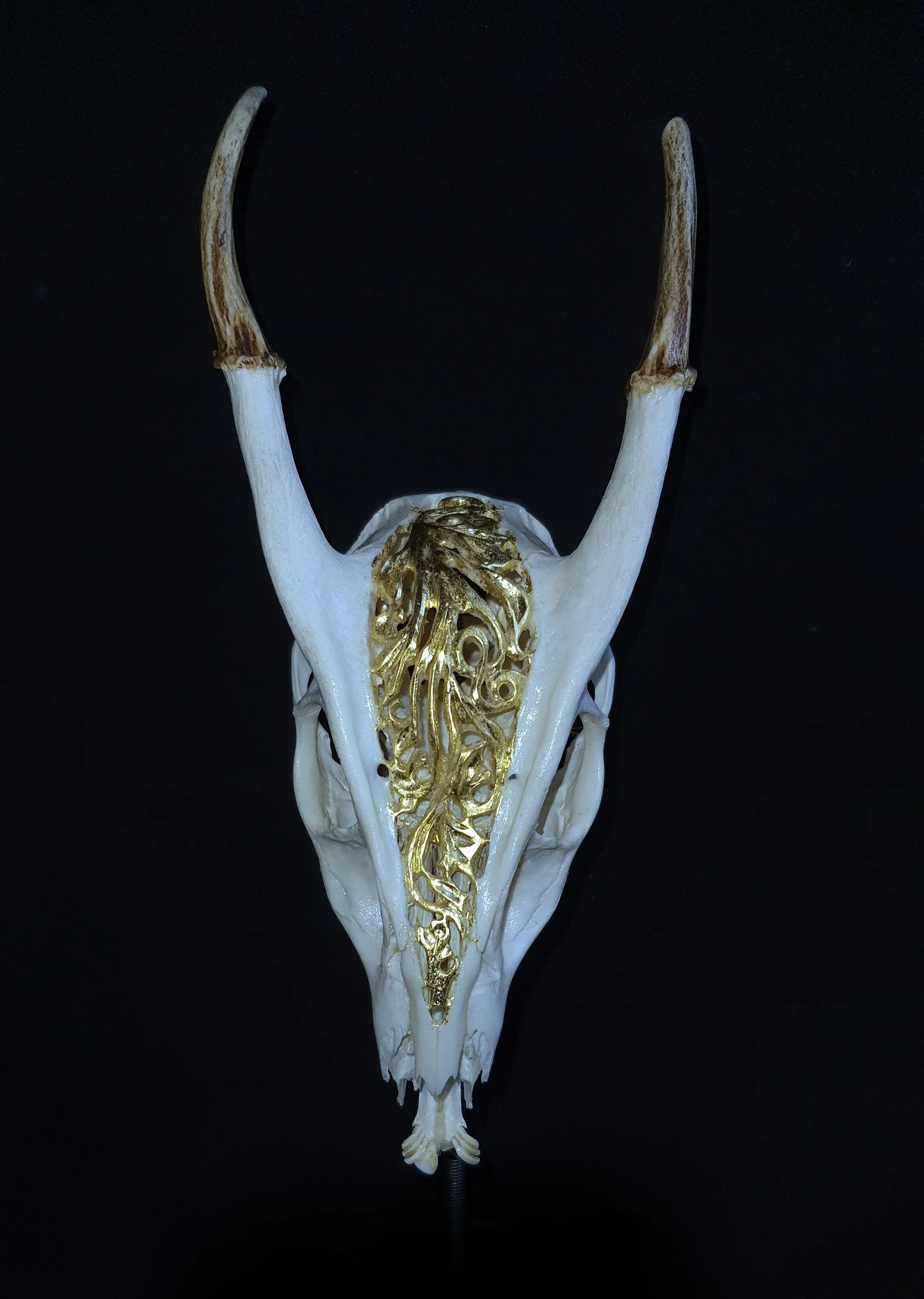 Trofeu de muntjak sculptat manual